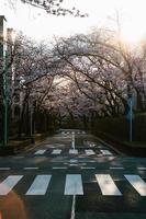 japonés sakura Cereza flores terminado la carretera a puesta de sol foto