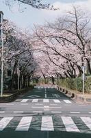 Japanese sakura cherry blossoms over road photo