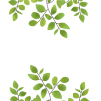 Aesthetic leaf illustration no background png