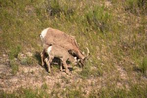 Grazing Family of Big Horn Sheep in Scrub Grass photo