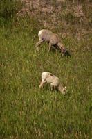 Two Bighorn Sheep Grazing in a Meadow photo