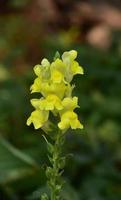 Pretty Yellow Flowering Snapdragon Blossom in Bloom photo