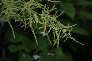 cerca arriba de blanco aruncus flores foto