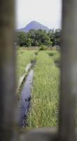 A view through a fence of a marsh with a river in the background photo