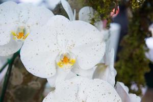 hermosa orquídea blanca foto