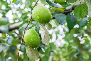 Monkey apple on the tree photo