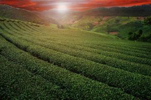 té plantación en el montaña en Tailandia foto