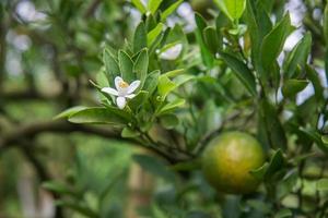 White orange flower photo