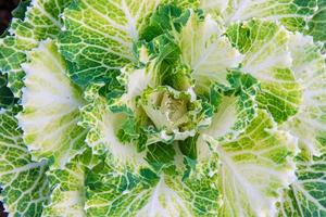 Fresh green lettuce photo