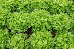 Green oak leaf lettuce photo