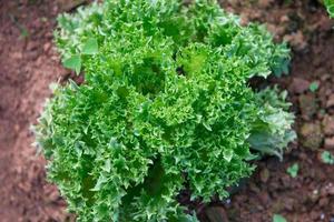 Fresh green lettuce photo