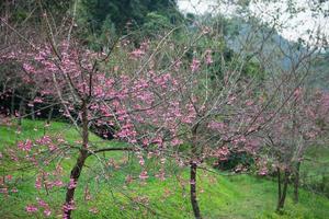 Sakura pink flower, Thailand photo