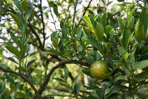 Unripe orange on the tree photo