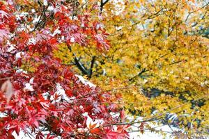 rojo arce árbol en invierno foto