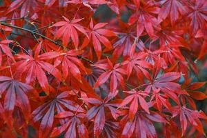 Red Maple leaves photo