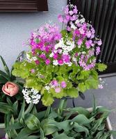 a bunch of pink wild flowers photo