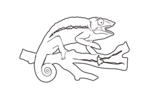 Reptile Animal - Chameleon Line Art png