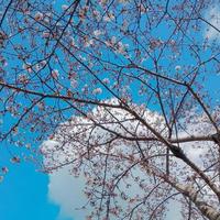 sakura cherry blossom branches against blue sky in Japan photo