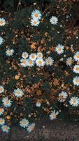 a bunch of white wild flowers photo