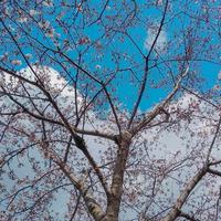 sakura cherry blossom branches against blue sky in spring photo