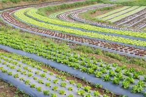 fresh vegetables cultivation photo