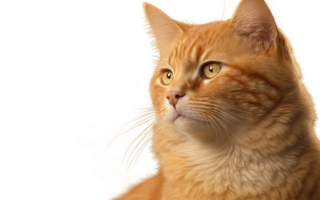 portrait of a cat in front of bright on transparent background png file