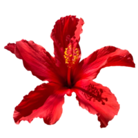 fleur d'hibiscus rouge png