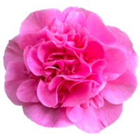 Japanese camellia flowers png
