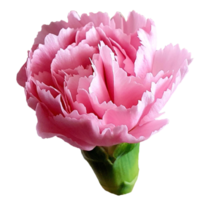 flor ramalhete com rosas png