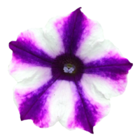 violet et blanc rayé pensée fleurs png