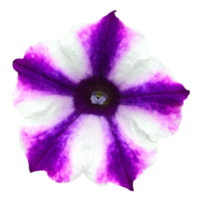 roxa e branco listrado amor-perfeito flores png