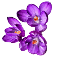 açafrão vernus flor png