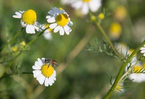 abeja y pequeño blanco flor con amarillo polen en jardín foto