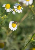 Bee and Little white flower with yellow pollen in garden photo