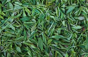 tea leaves background - close up photo