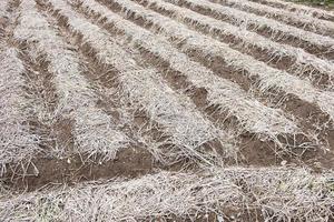 Background of newly plowed field ready for new crops photo