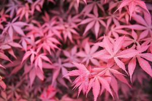 maple tree in the garden photo