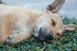 sleeping brown puppy on the grass plant floor photo