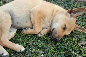 sleeping brown puppy on the grass plant floor photo