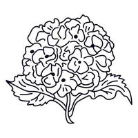 hortensia flores en un vástago carrera vector