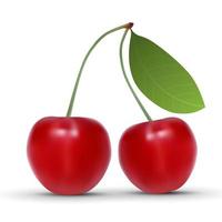 realistic cherry isolated on white background. vector