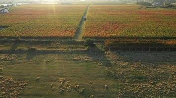Aerial footage of vineyard in harvest season video