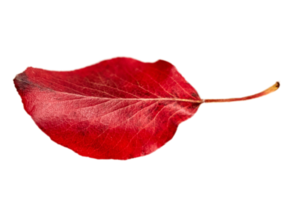 vermelho folha isolado em uma transparente fundo png