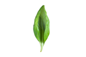Fresh basil vegetables isolated on a transparent background png