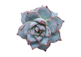 Succulent flower isolated on a transparent background png