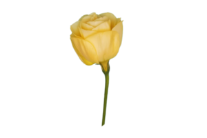 Yellow flower isolated on a transparent background png