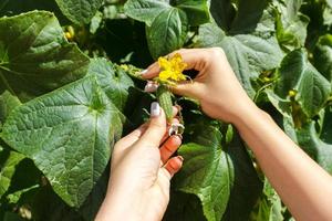 Woman farmer hands check a cucumber on organic farm photo