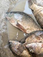 The fresh tilapia with the mud in the metal bucket which they caught from the pond. photo