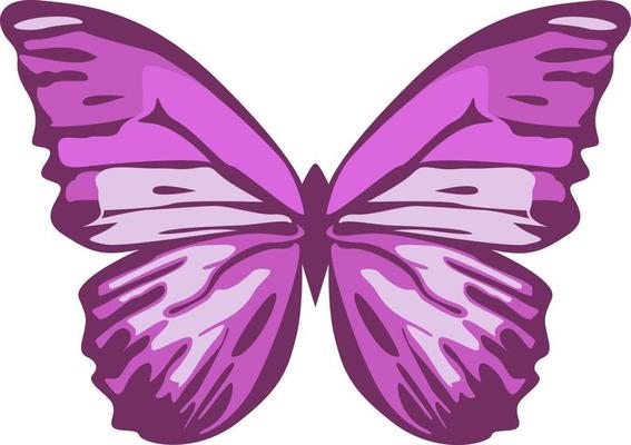 Color butterfly , isolated on white.