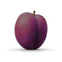 realistic plum isolated on white background. vector